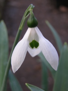 Galanthus elwesii 'Mr Blobby'